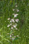 Eastern gray beardstongue